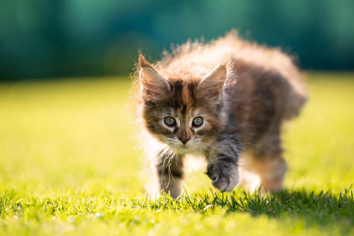 A calico maine coon kitten walking on green grass on a sunny day.