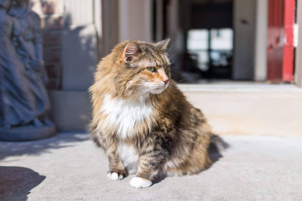 A calico maine coon sitting on a concrete floor.
