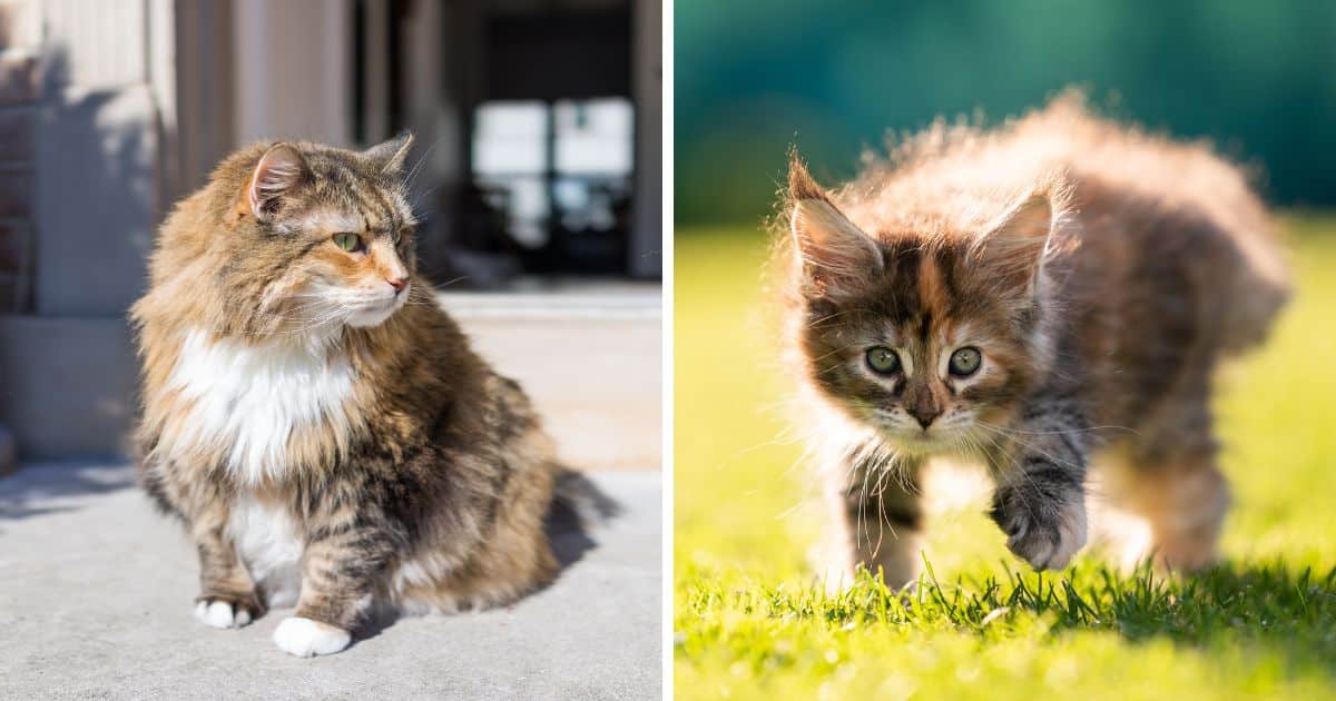 Maine Coon and Calico Cat Mix: Everything You Need to Know -