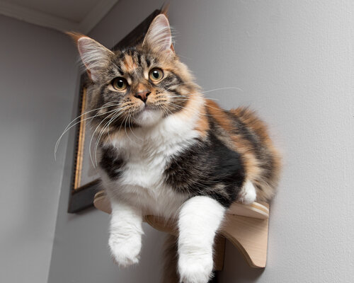 A calico maine coon sitting on a cat bed.