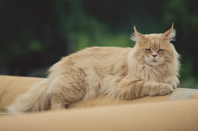 A ginger maine coon lying on a sofa.