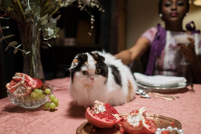 A maine coon sitting on a dinnet table.