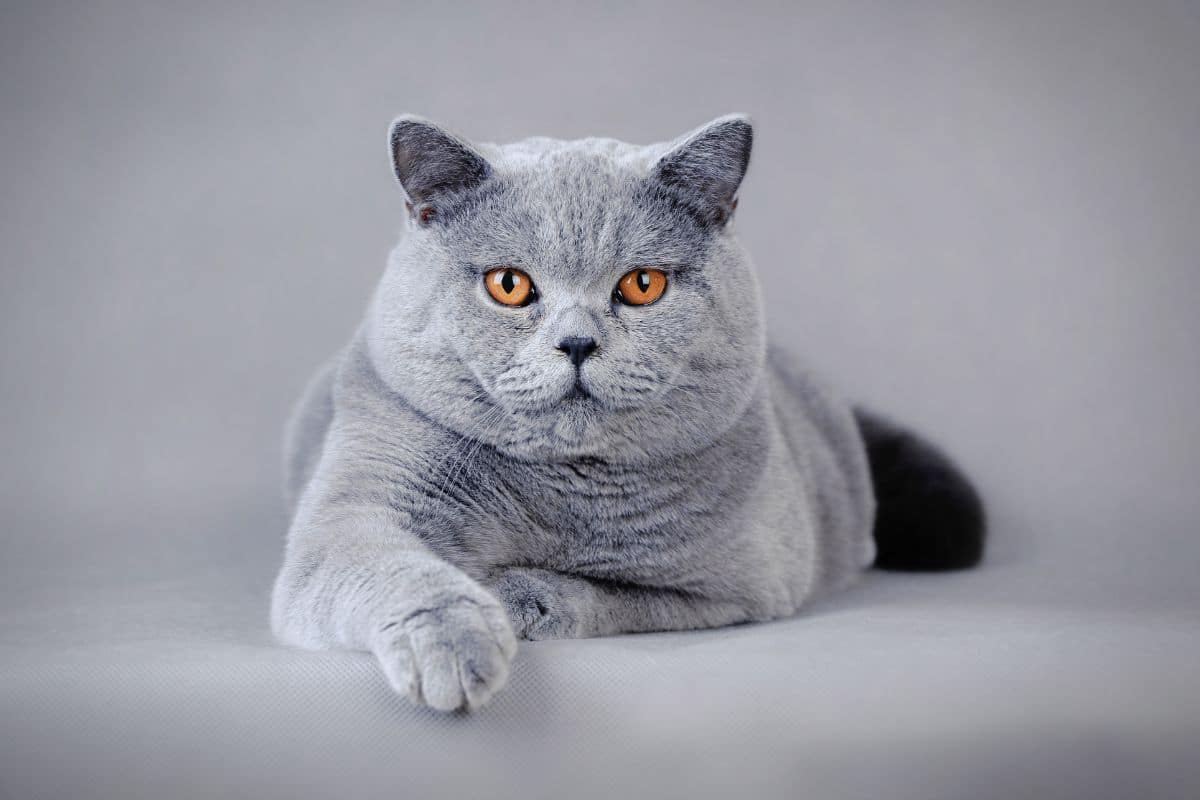 A fluffy british shorthair cat.