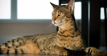 most-expensive-cat-breed