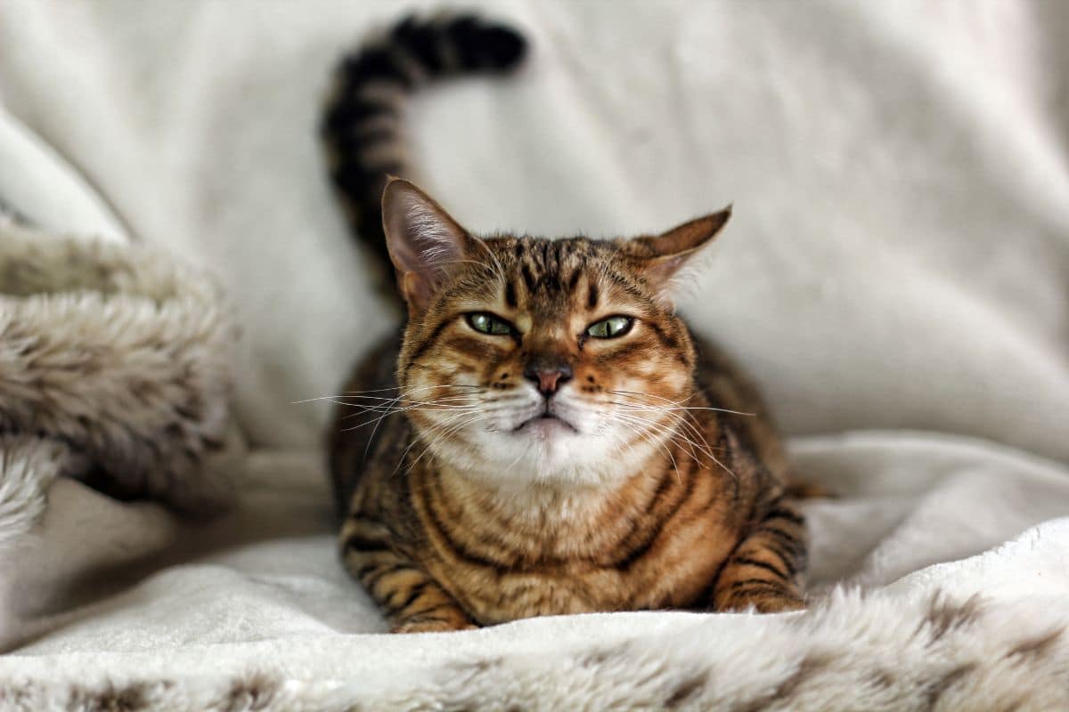A savannah cat on a bed.