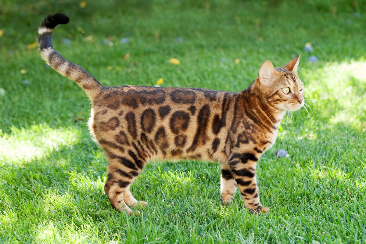 A young bengal cat on green grass,