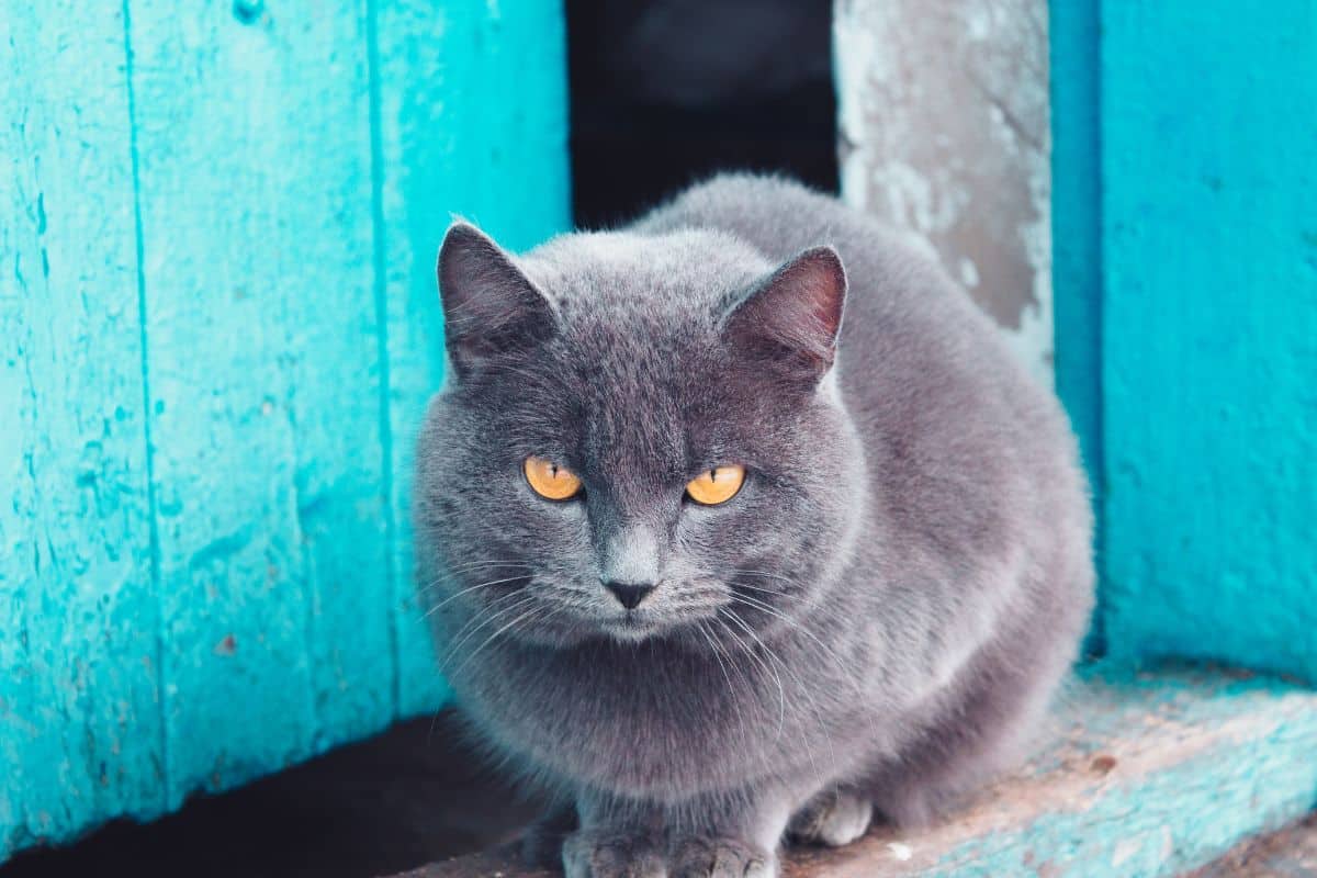 A fluffy russian blue cat.