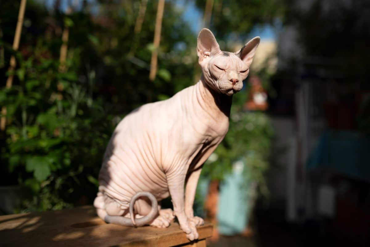 A sphynx cat.