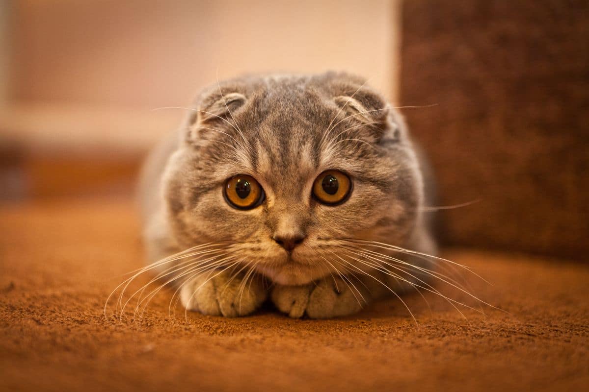 A cute lying scottish fold cat.