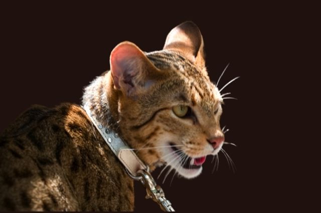 most expensive cat breeds