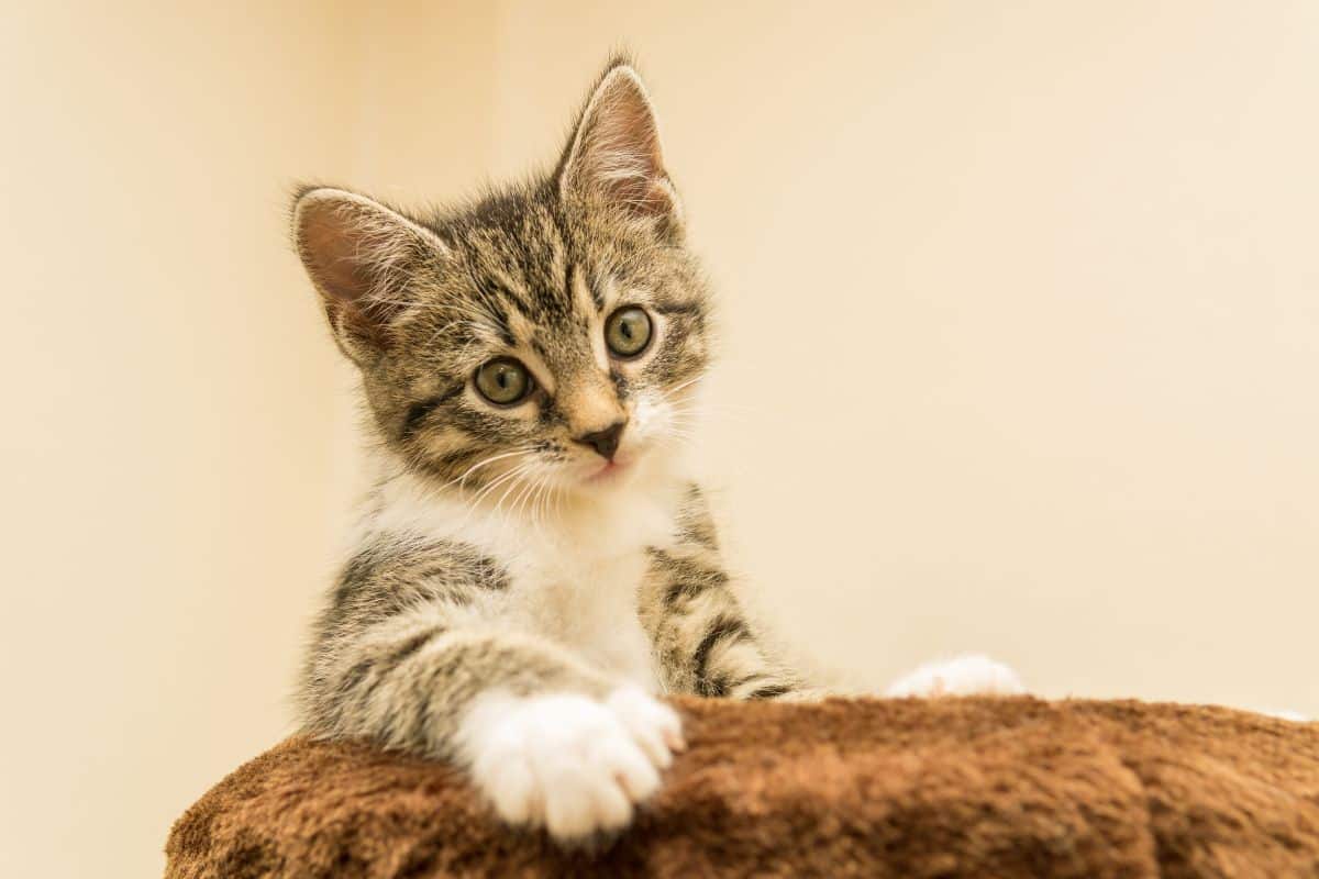 A small brown kitten.