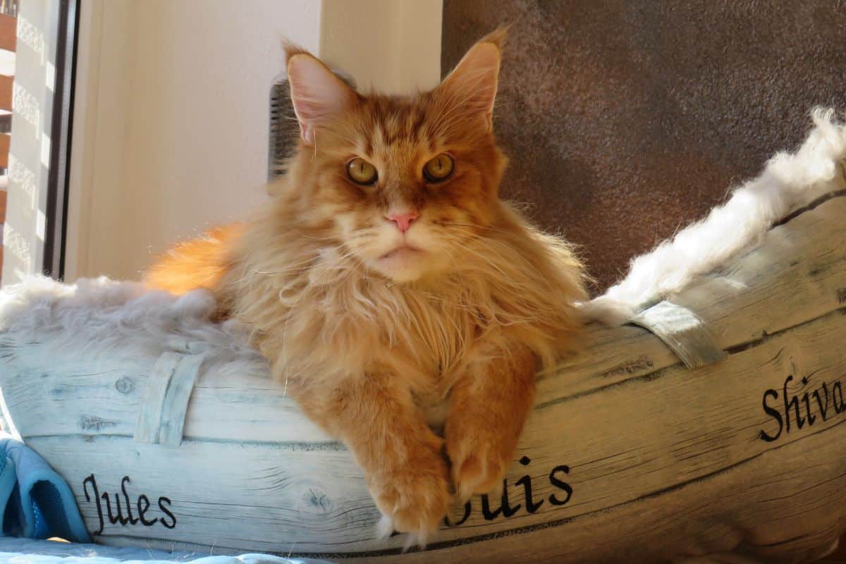 A ginger maine coon relaxing.
