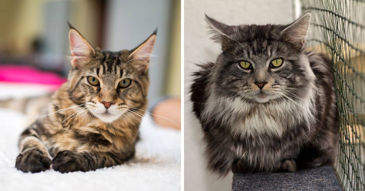 Maine Coon Tabby Mix: Everything You Need To Know 