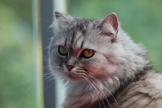 most expensive cat breeds