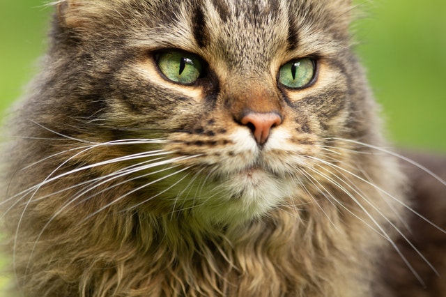 maine-coon-vs-Siberian-cats