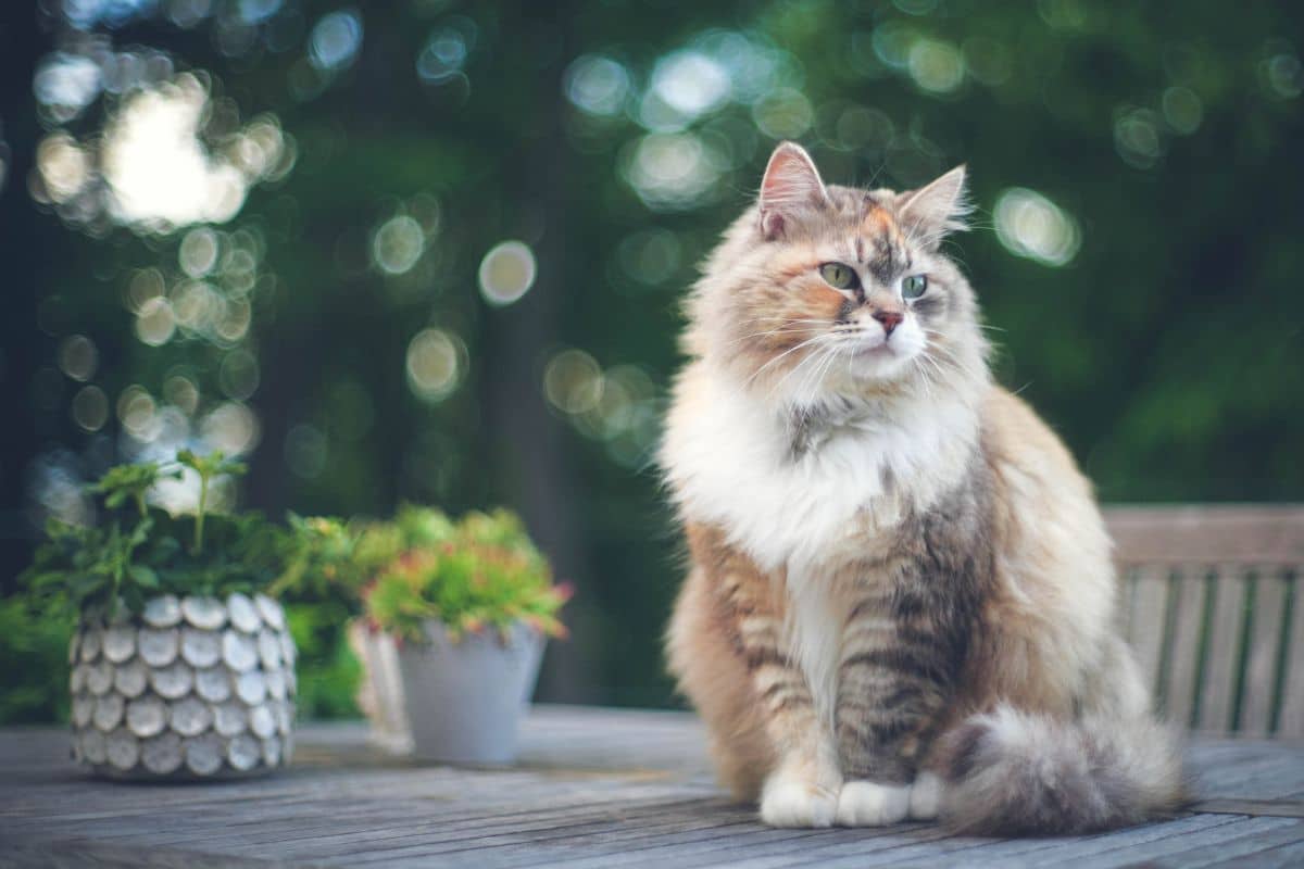A fluffy siberian cat sitting on a garden table.