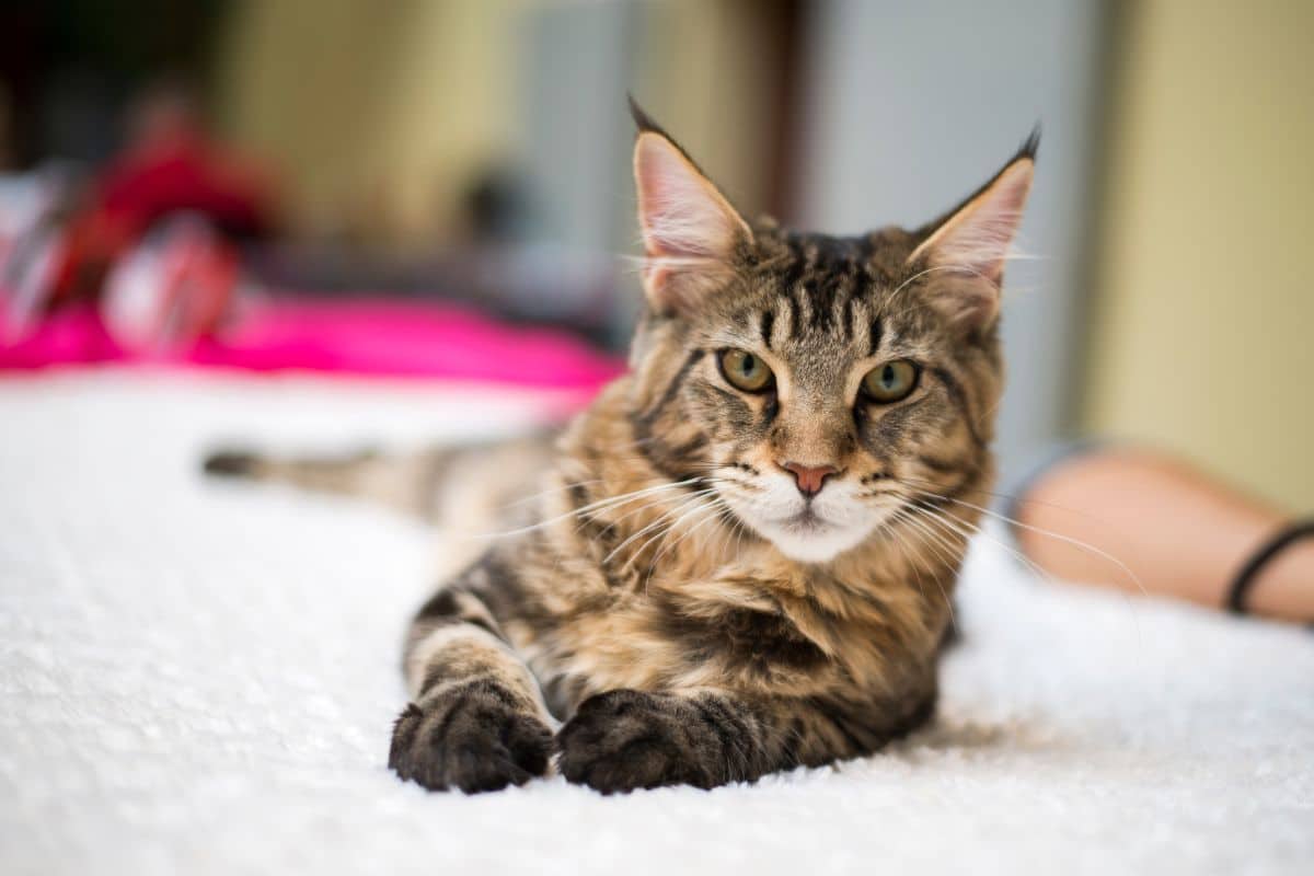 A young tabby maine coon lying on a bed.