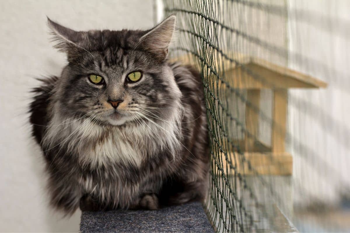 A fluffy tabby maine coon sitting near a  green web.