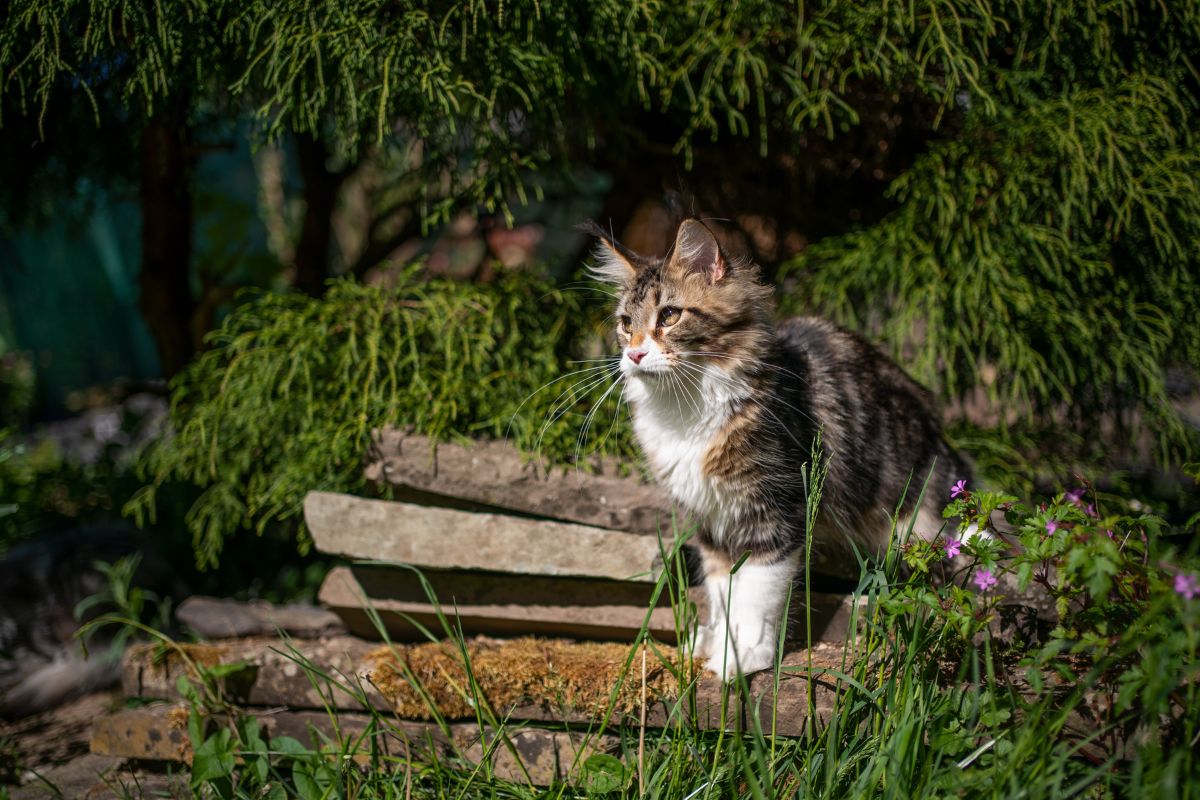 Tabby maine coon sitting in a backyard garden on a sunny day.