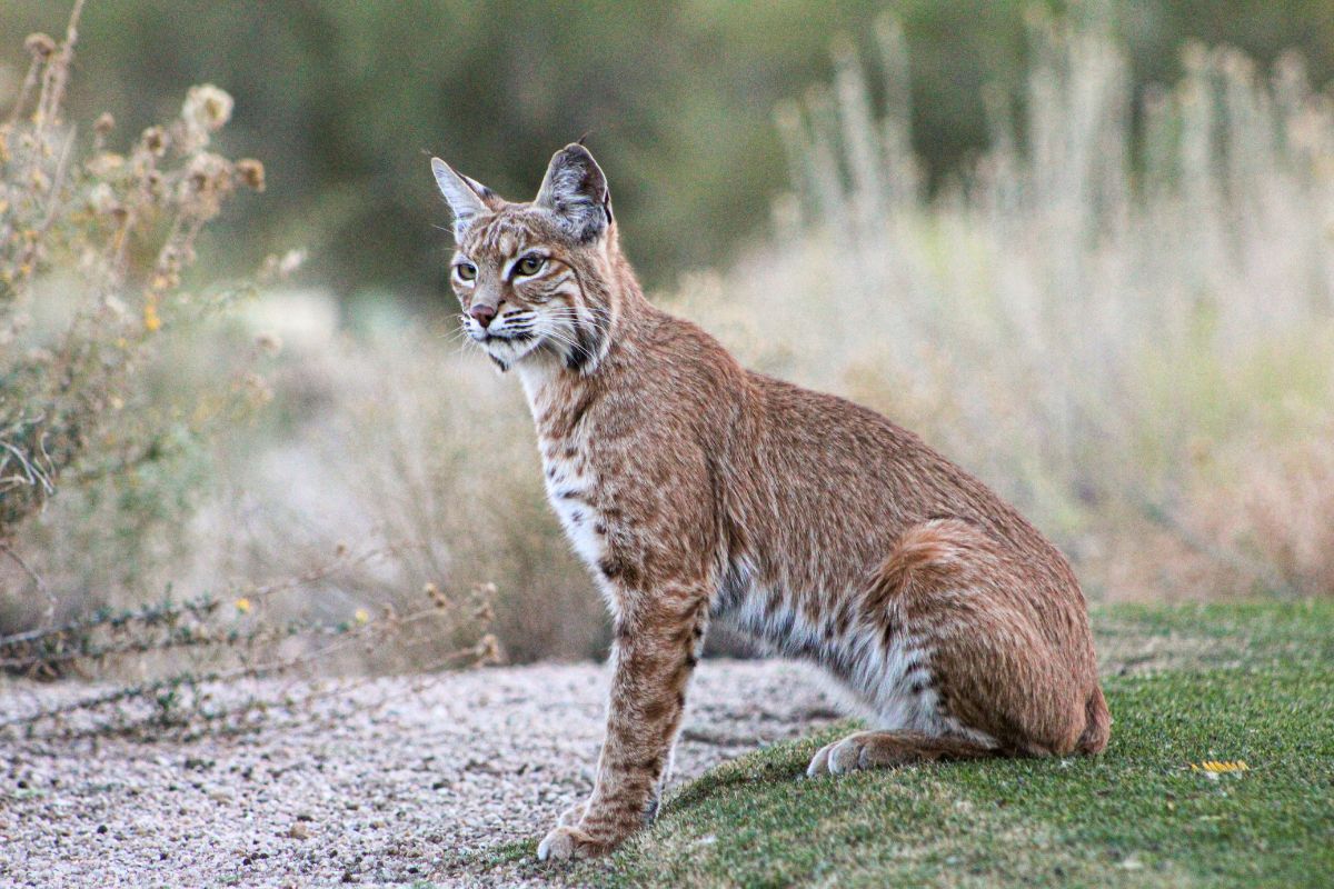 A big bobcat sitting in wild.