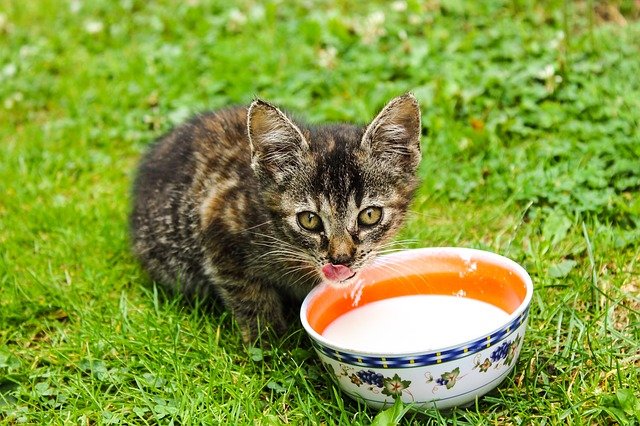 A cute brown kitten drink milk from a bowl.