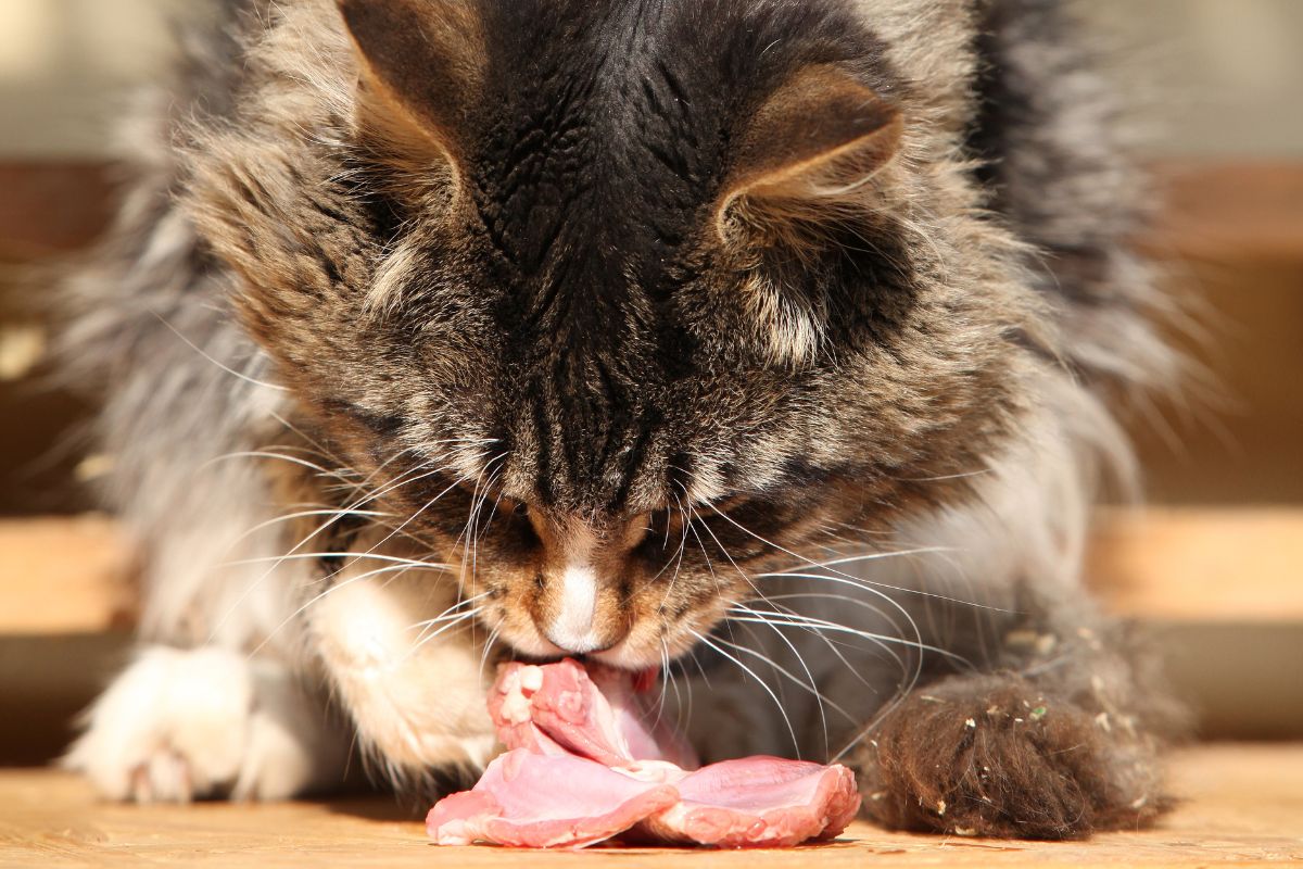 A tabby cat eating a raw meat.