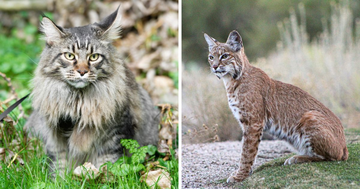 maine coon lynx