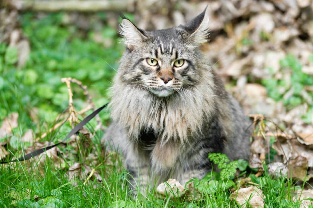 A tabby maine coon sitting in a backyard with fallen leaves.