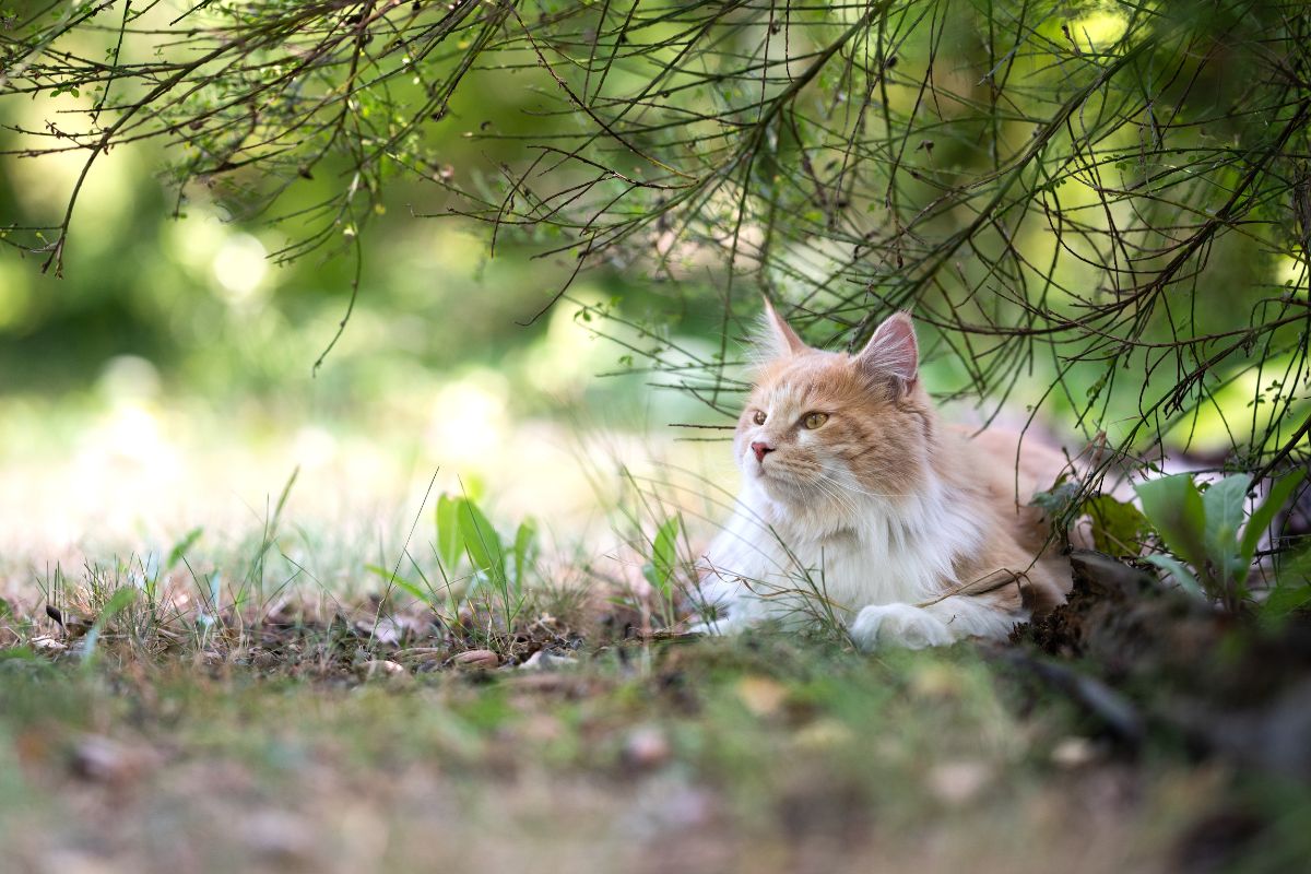 A creamy maine coon lying in a backyard under a tree.