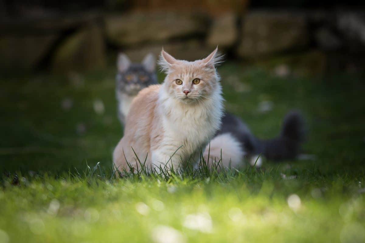 A fluffy creamy maine coon stting in a backyard garden.