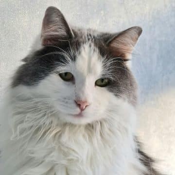 Maine Coon and Ragdoll Mix: Everything You Need to Know - MaineCoon