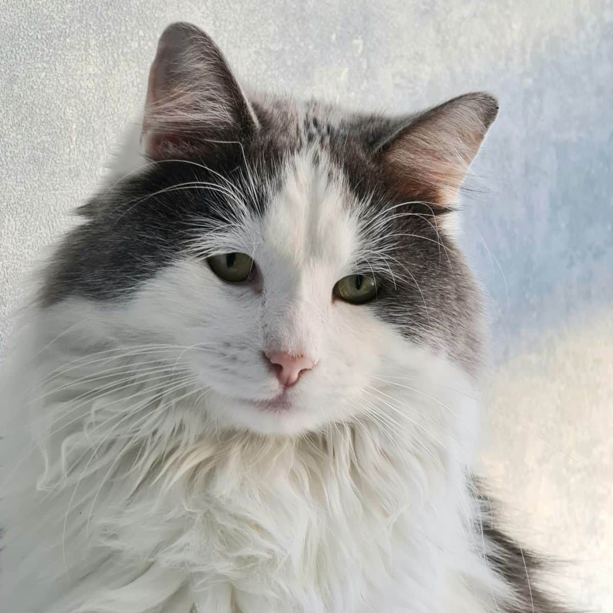 Maine coon ragdoll mix cat.