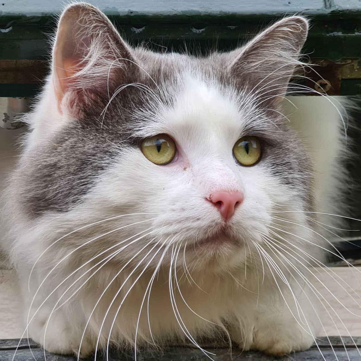 Maine coon ragdoll mix cat.