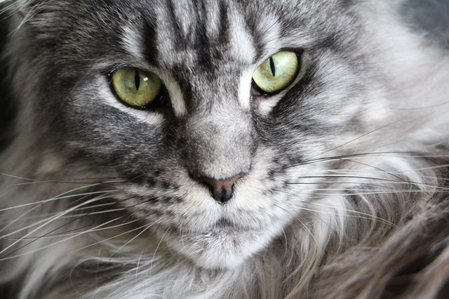 seng gryde lindre Maine Coon and Ragdoll Mix: Everything You Need to Know - MaineCoon.org