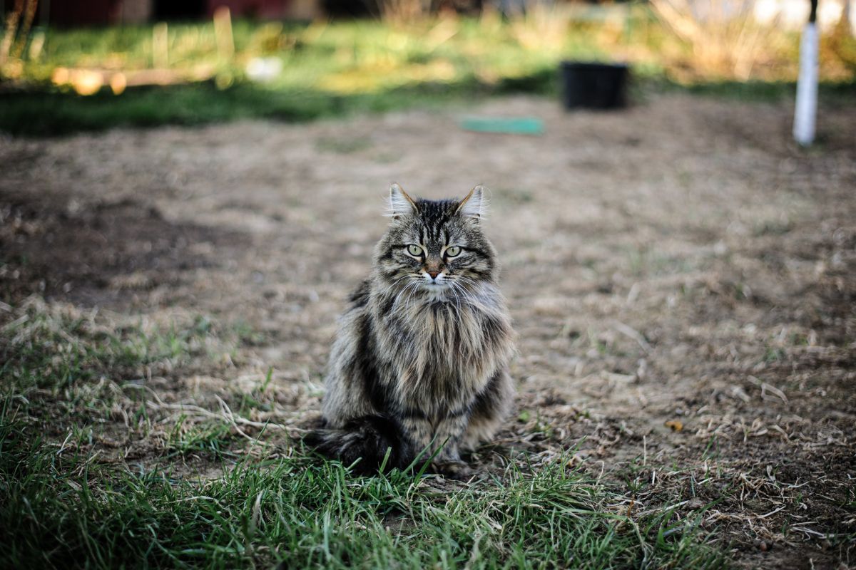 A tabby fluffy maine coon sitting in a backyard.