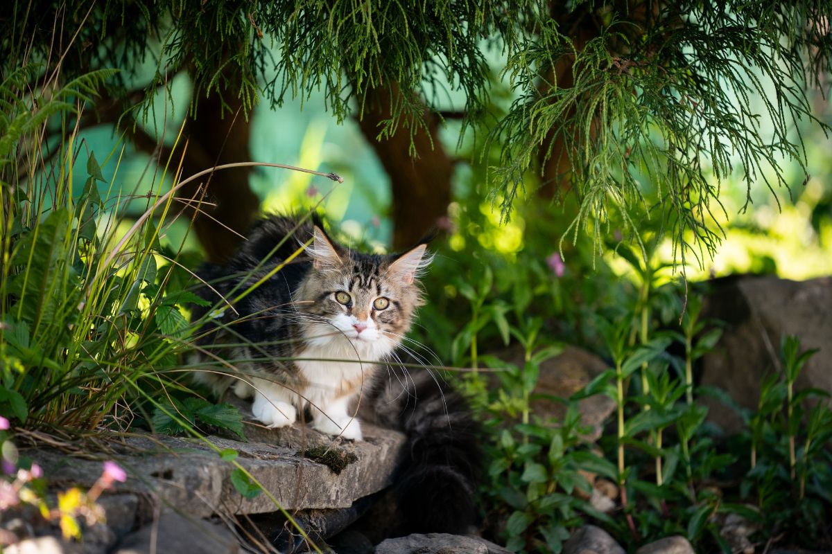 A tabby maine coon walking on rocks in a backyard garden.