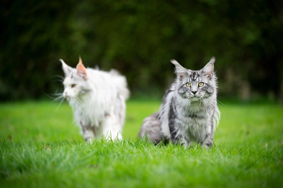 Two big fluffy maine coons in a backyard.