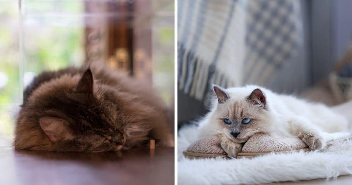 Arthritis in cats How to treat