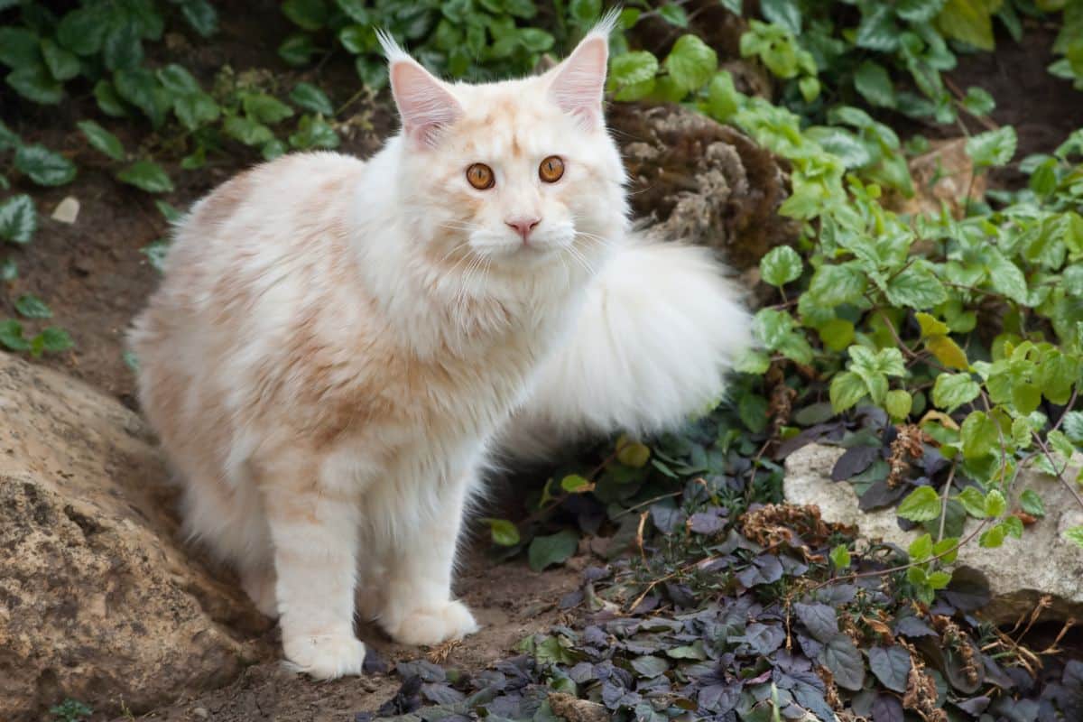 A beautiful fluffy creamy maine coon standing in a backyard.