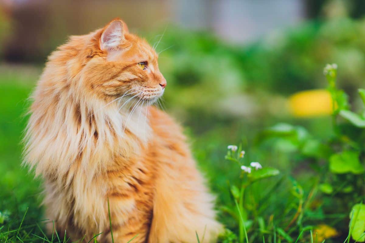 A beautiful ginger maine coon in a backyard garden.