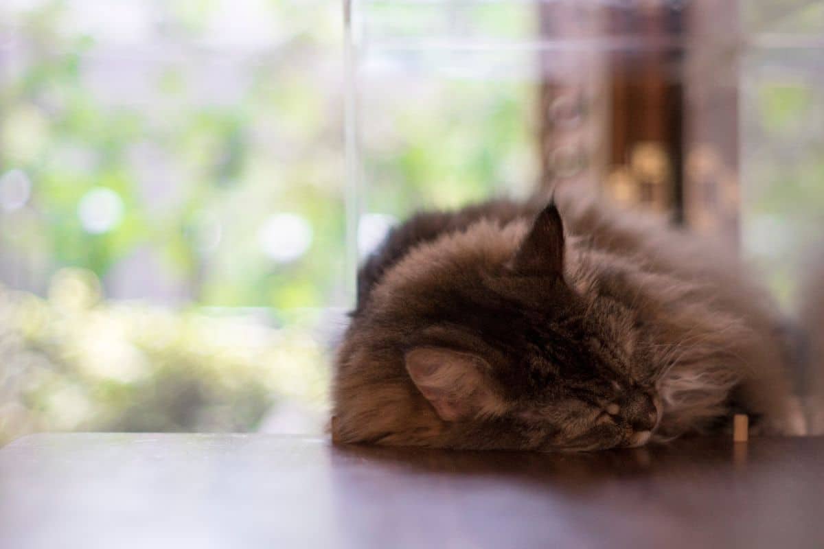A brown maine coon lying on a table.