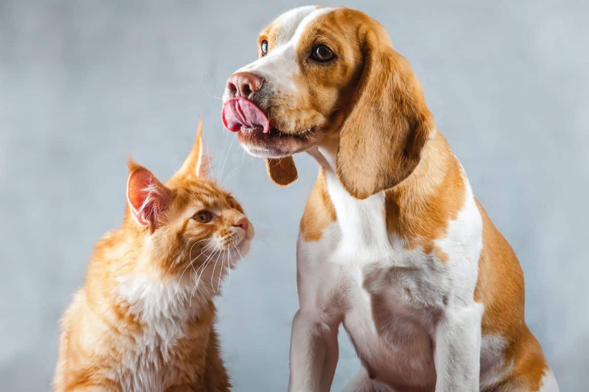 A ginger maine coon next to a brow-white dog.