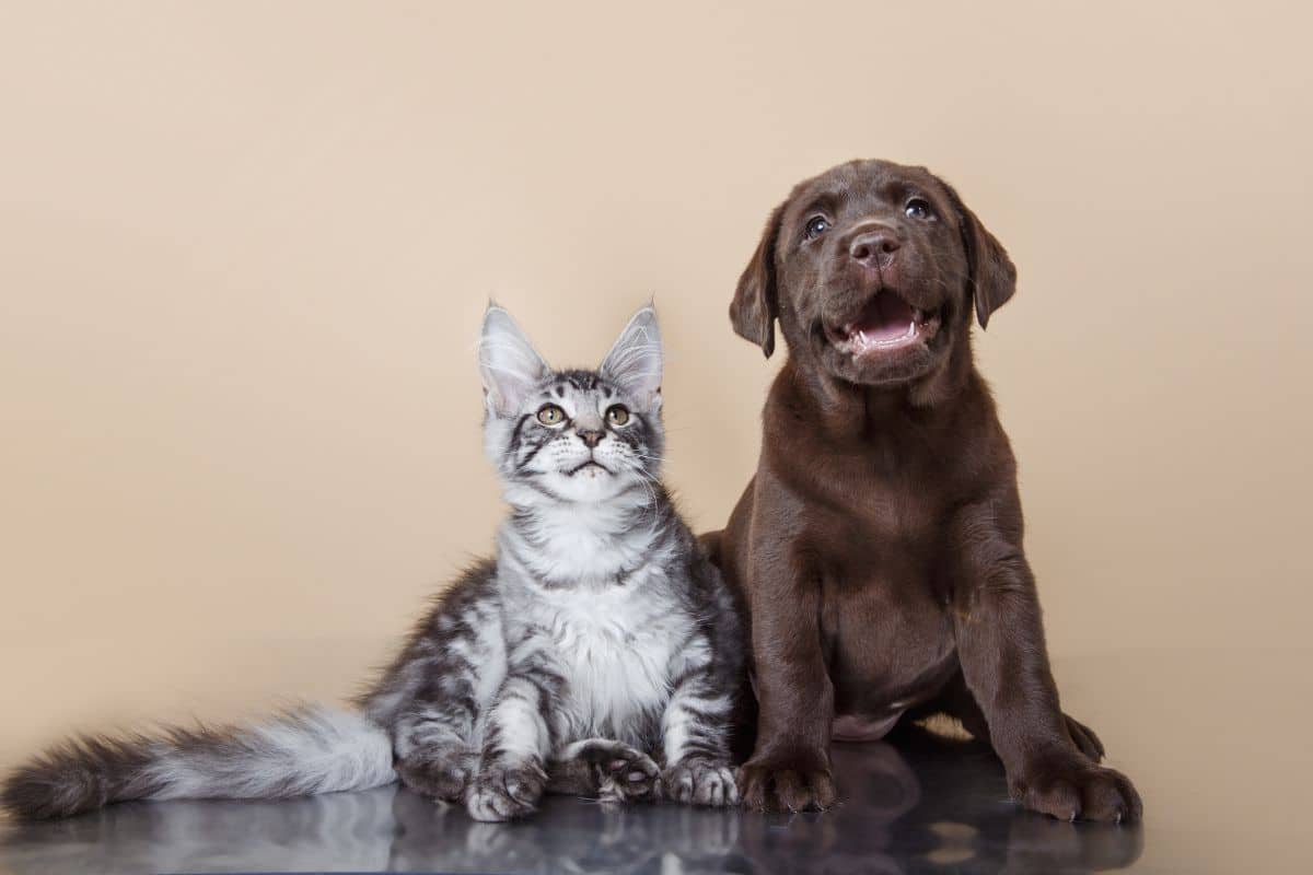 A tabby maine coon sitting next to a brown labrador puppey.