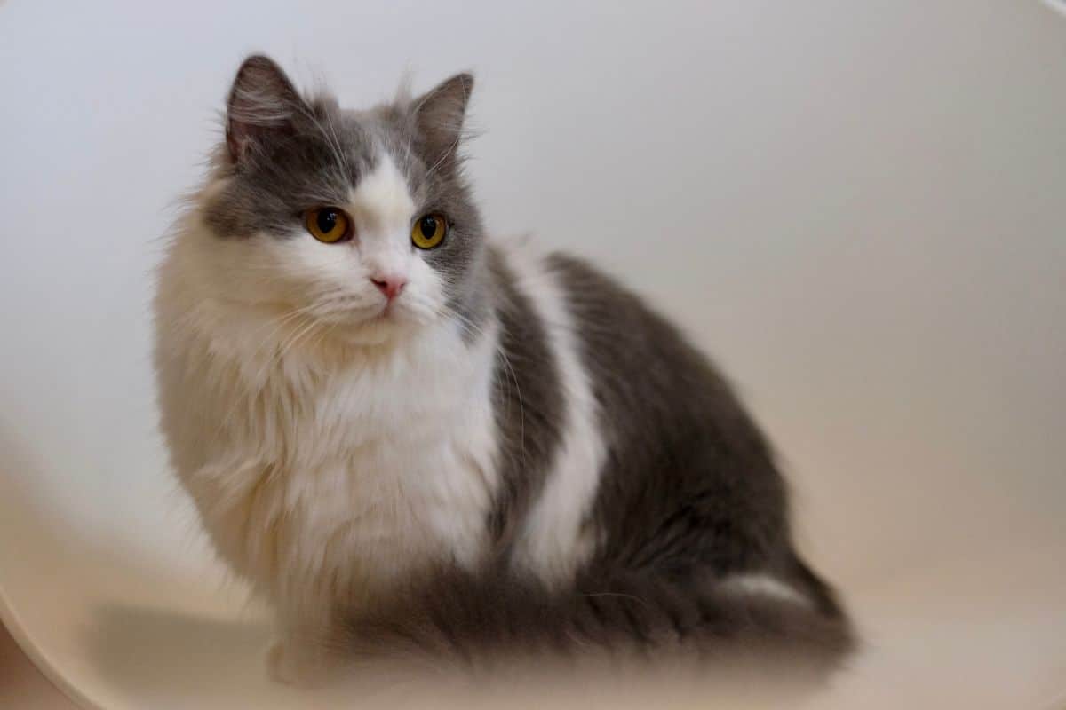 A fluffy gray-white napoleon cat.