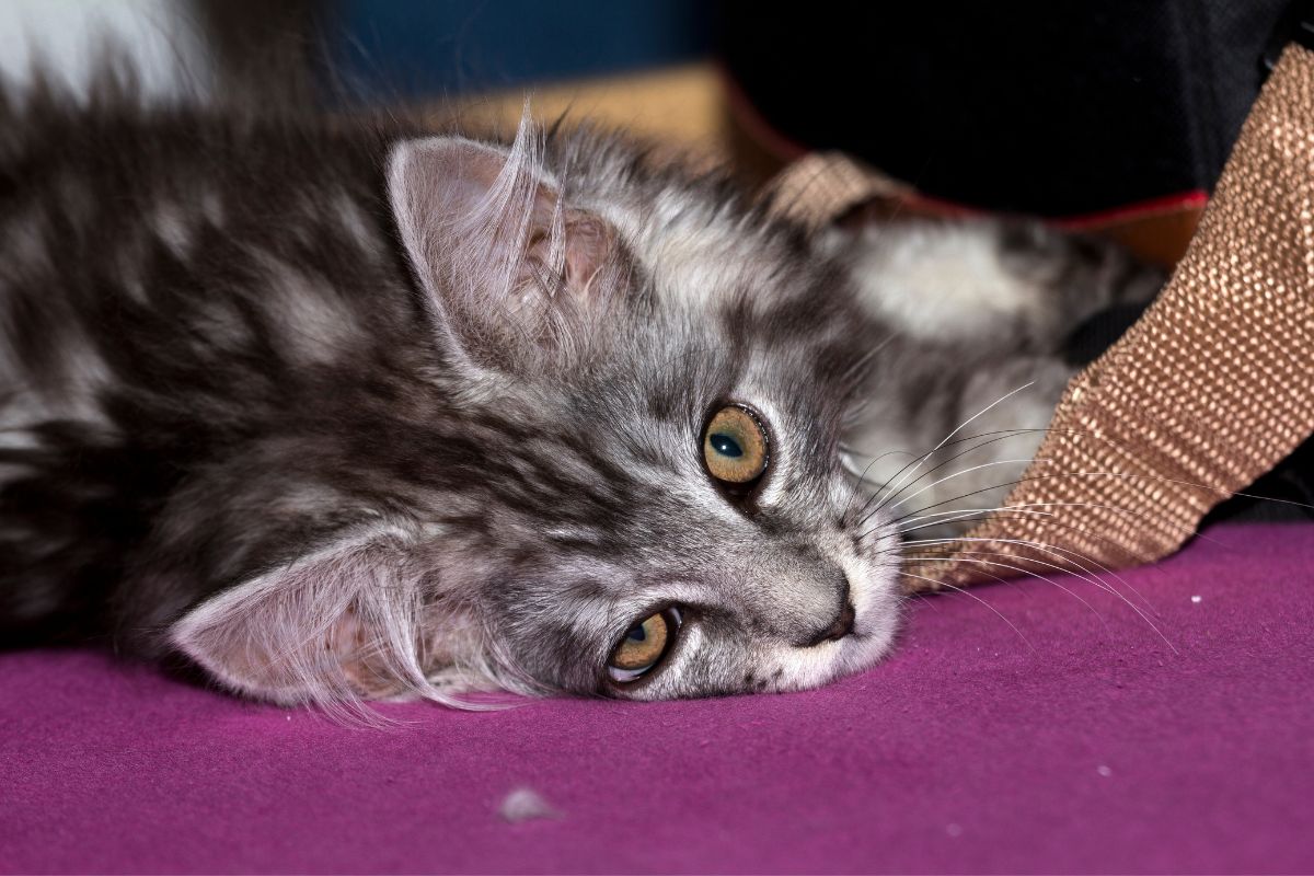 A tabby maine coon lying on a purple carpet.