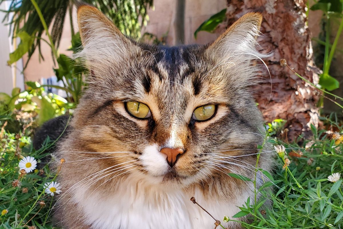 A close-up of tabby maine coon relaxing in a garden.