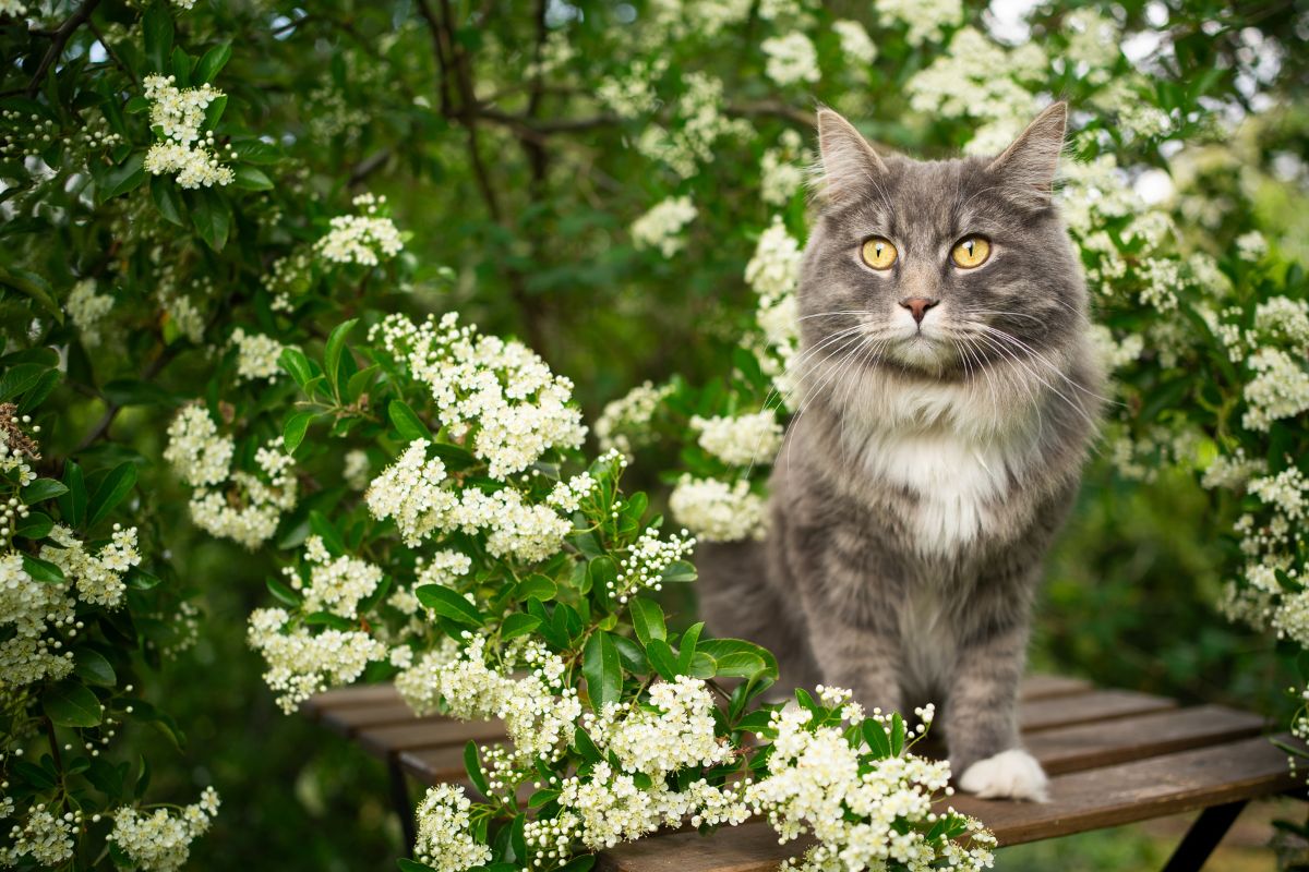 A beautiful tabby maine coon sitting on a garden table.