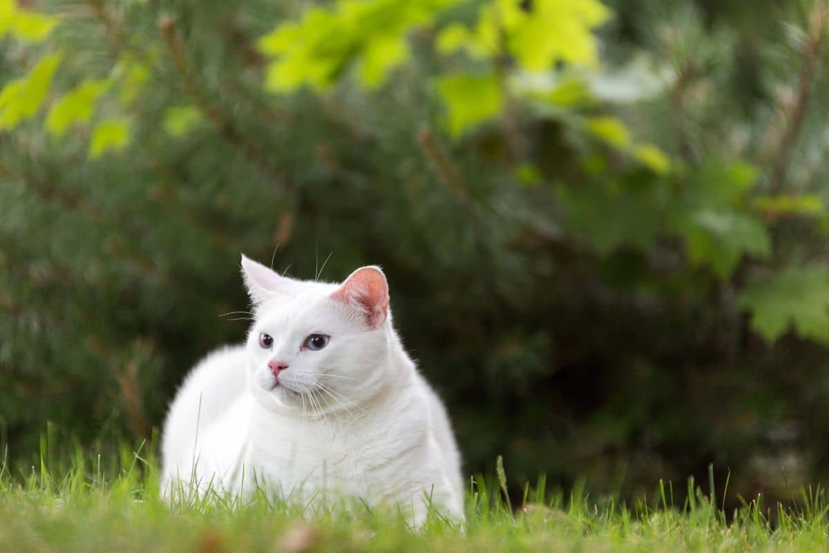 A beautiful fluffy white turkish angora cat sitting in backyard.