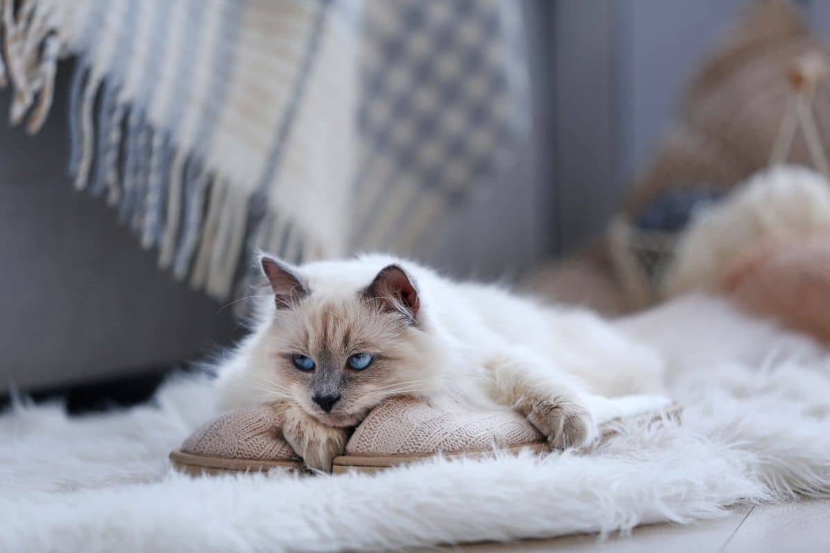 A white cute cat lying on a pillow.