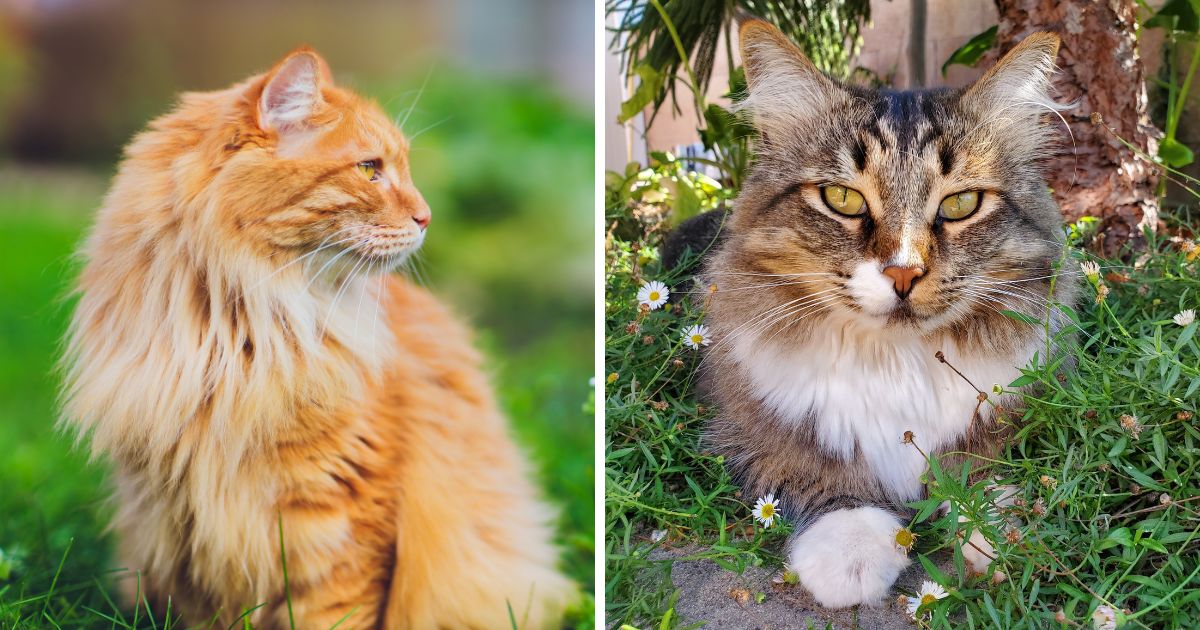 Why Are Maine Coon Cats So Expensive?
